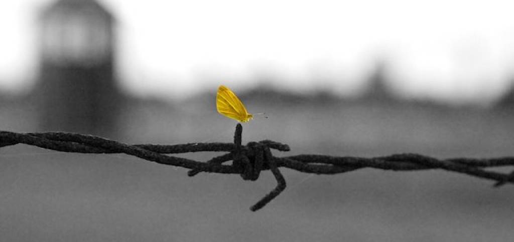 in primo piano una farfalla gialla posata su del filo spinato con sullo sfondo sfocato il profilo di un campo di concentramento. 